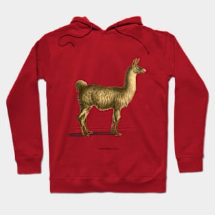 For the love of Llamas Hoodie